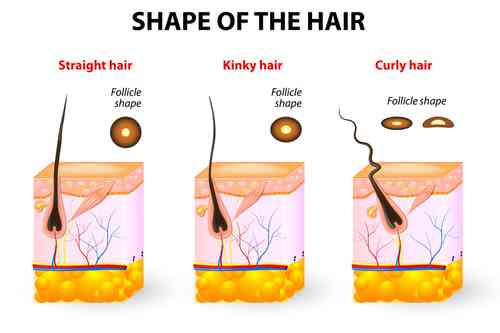 Asian Hair Vs. Caucasian Hair | 8 Top Differences Between Hair Structures,  Properties, And More - Hair Everyday Review