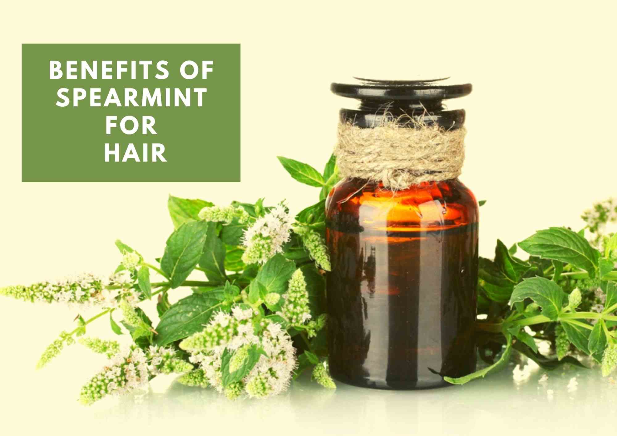 4 Amazing Spearmint Oil Benefits For Hair 2023 | Uses And Applications -  Hair Everyday Review