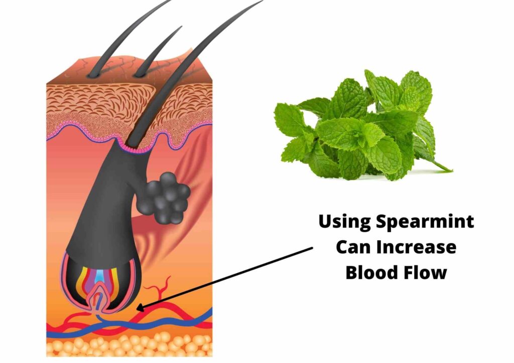 4 Amazing Spearmint Oil Benefits For Hair 2023 | Uses And Applications -  Hair Everyday Review