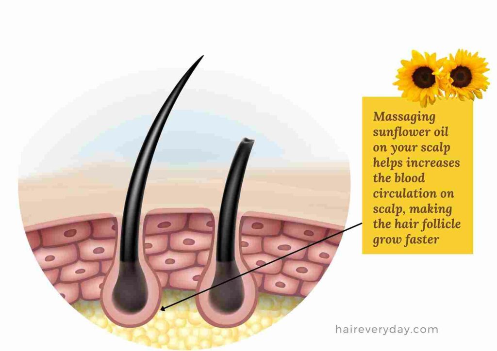 how to use sunflower oil for hair growth