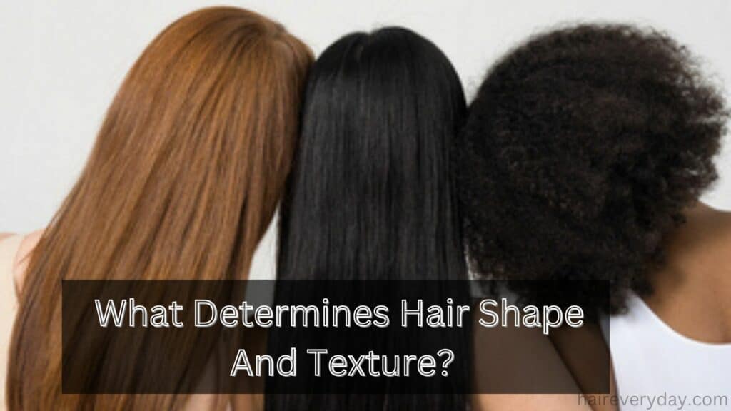 What Determines Hair Shape And Texture